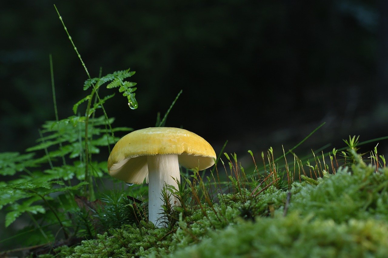 Ma imagem retratando um close-up de uma fotografia com detalhes intrincados, usando técnicas de processamento de imagem como nitidez, redução de ruído e ajuste de contraste